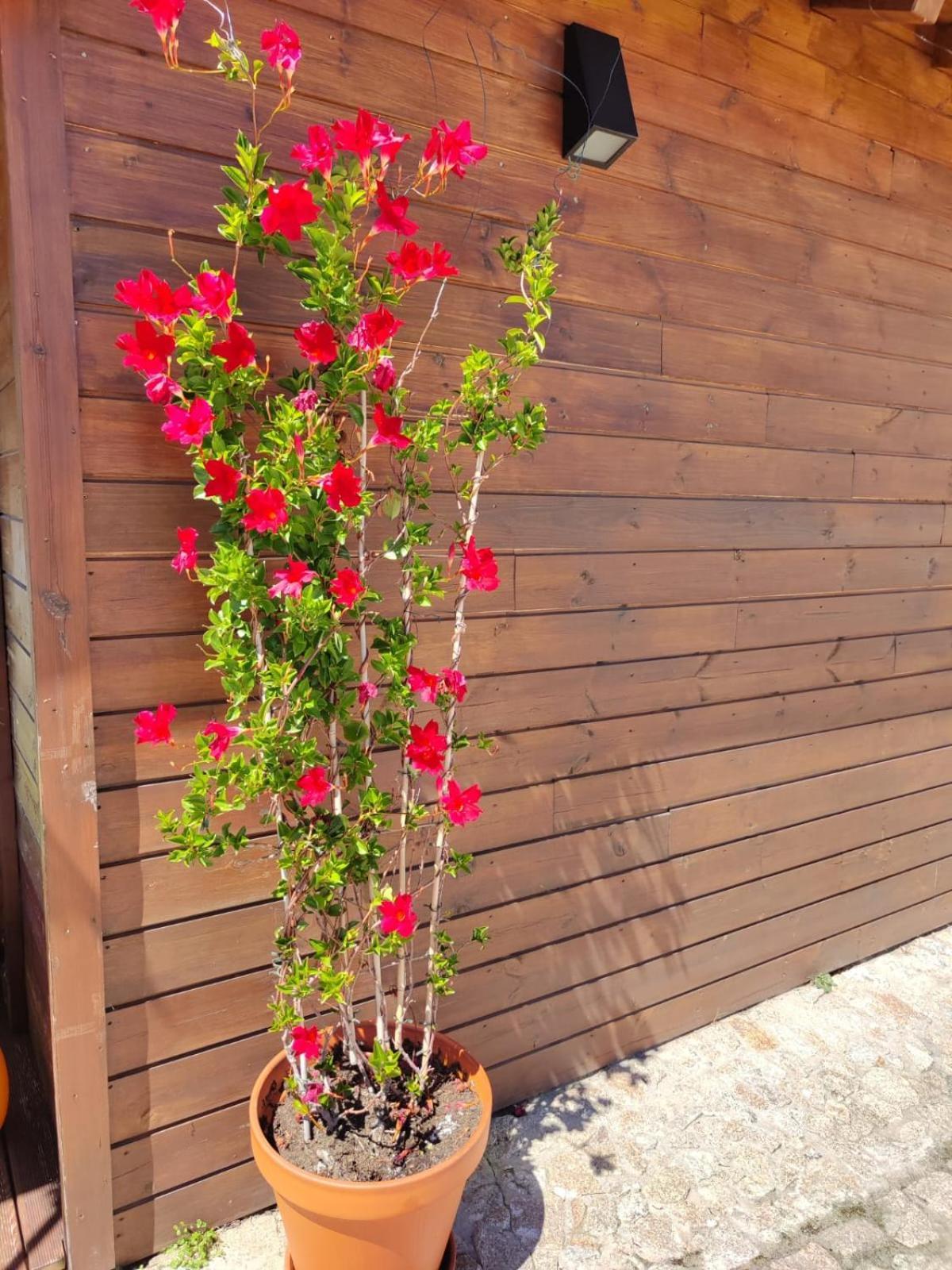 Hébergement de vacances A Casa Da Japoneira Cb Rebordoes (Braga)