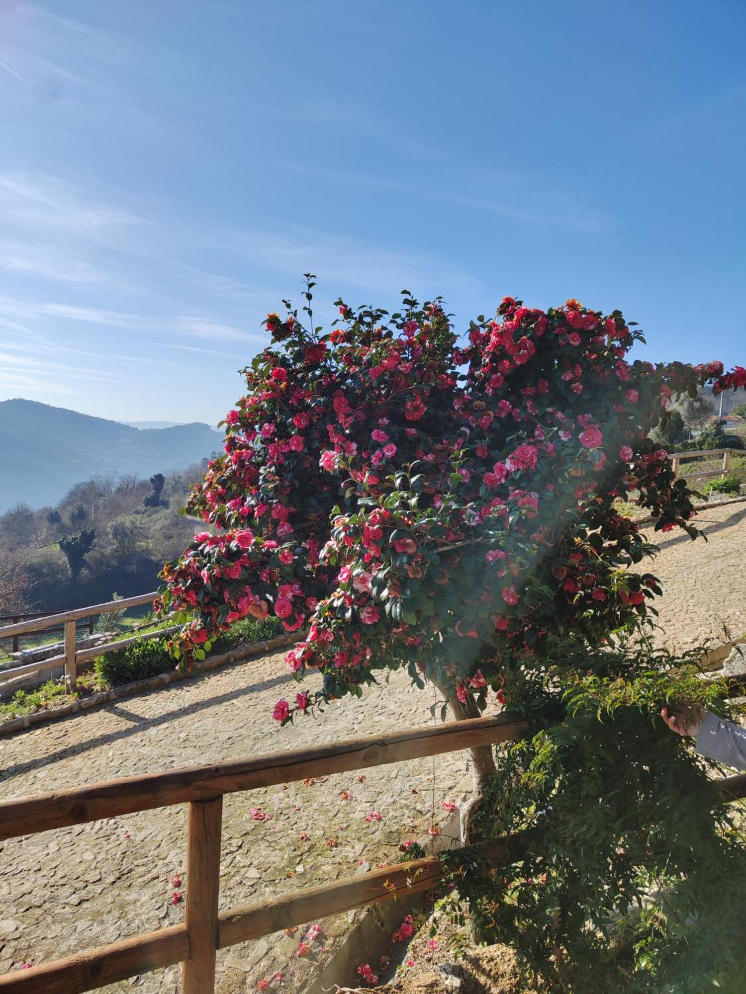 A Casa Da Japoneira Cb Hébergement de vacances